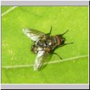 Sarcophaga sp - Fleischfliege 03b.jpg